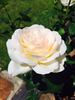 Addictive Lure rose photo