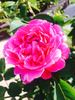 Tomteer rose photo