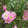 Cherub rose photo