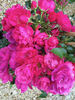 Heidetraum-Plus rose photo