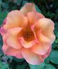 Bronze Medal rose photo