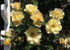 Angel Grace rose photo