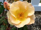 Angel Grace rose photo
