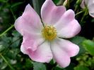 Apfelino rose photo