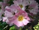 Apfelino rose photo