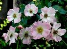 Apfelino rose photo