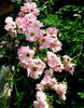 Apfelino rose photo