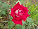 Fire 'n' Ice ™ rose photo