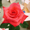 Snuffy rose photo