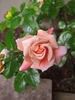Mab Grimwade rose photo