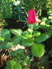 Kilmore Rose rose photo