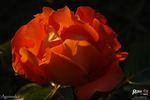 Agnieszka rose photo