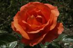 Agnieszka rose photo