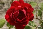 Blaze Superior rose photo