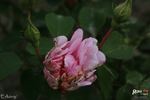 Erlkönig rose photo