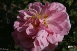 Erlkönig rose photo