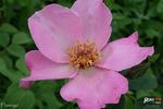 Flamingo rose photo