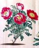 <i>Rosa spinosissima bicolor</i> Andr. rose photo