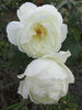 Cyril Fletcher rose photo