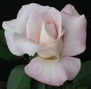 Dona Martin rose photo