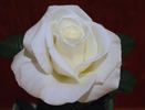 Randy Scott rose photo