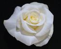Randy Scott rose photo