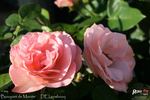 Bouquet de Mariée rose photo