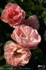 Bouquet de Mariée rose photo