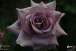 Indigoletta rose photo