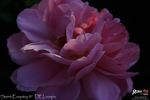 Saint-Exupéry ® rose photo