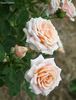 Dream Catcher rose photo
