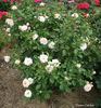 Dream Catcher rose photo