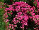 SaxBo1 rose photo