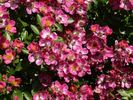 SaxBo1 rose photo