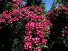 SaxBo1 rose photo