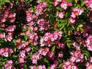 SaxBo1 rose photo