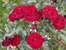 A pesti srácok emléke rose photo