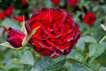 A pesti srácok emléke rose photo
