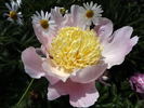Bigger #61-37 peony photo