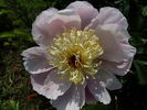 Bigger #61-37 peony photo