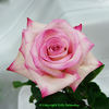 First Choice rose photo
