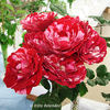 Peppermint Twist rose photo