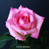 Foolish Pleasure ™ rose photo