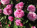 Archiduchesse Elizabeth d'Autriche rose photo