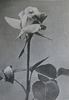 Madame Albert Barbier rose photo