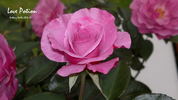 Love Potion ™ rose photo