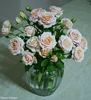 Dream Catcher rose photo