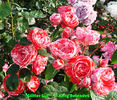Glitter Girl rose photo