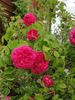 Beau Narcisse rose photo