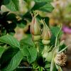 Charles Albanel rose photo